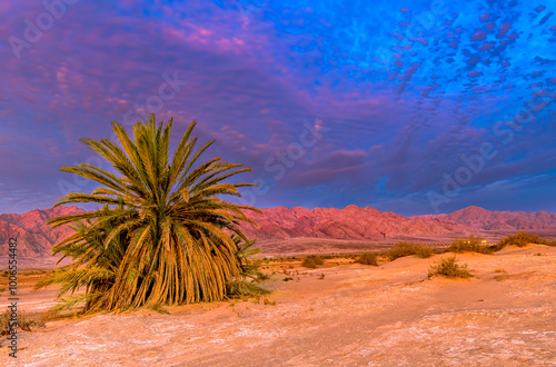 Lonely date palm. Colorful sunset in desert area of nature reserve and ecological ancient park - Evrona, it is located 5 km north of tourist resort city of Eilat, Israel 