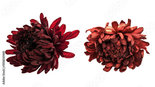Two dried chrysanthemum flowers deep red shades image isolated transparent. Lush layered petals fall blooms cut out photo. Autumn florals cutouts elements objects photography
