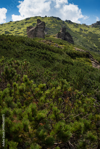 a rocky nature trail covered with tree roots of dwarf pines the way to the mo...
