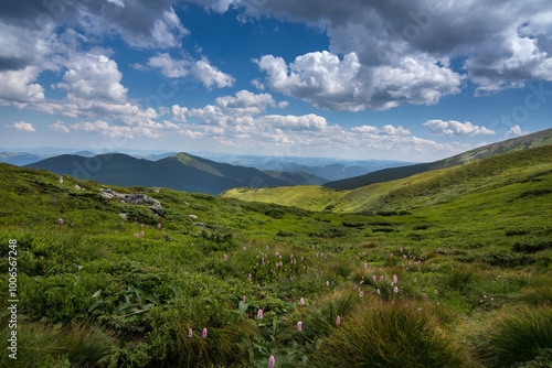 purple flowers, alpine vegetation, beautiful views of the Chornohirsky range,...