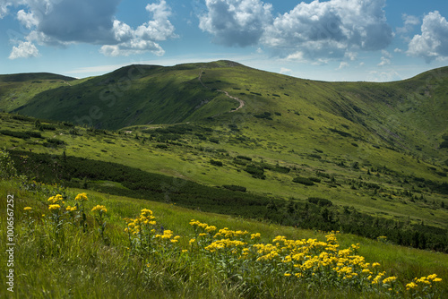 alpine vegetation of the Chornohirsky ridge, road to Pip Ivan, Carpathians, U...