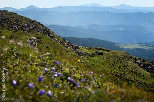 Chornohirsky ridge, silhouettes of mountains in the distance, alpine plants, ...