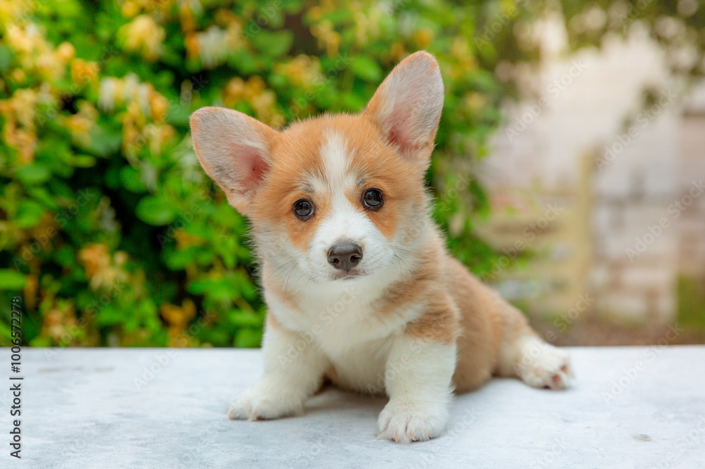 welsh corgi puppy in summer on a background of flowers , calendar welsh corgi puppy in summer on a background of flowers , calendar