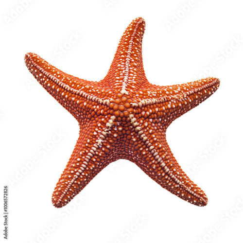  red starfish  isolated on transparent or white background photo