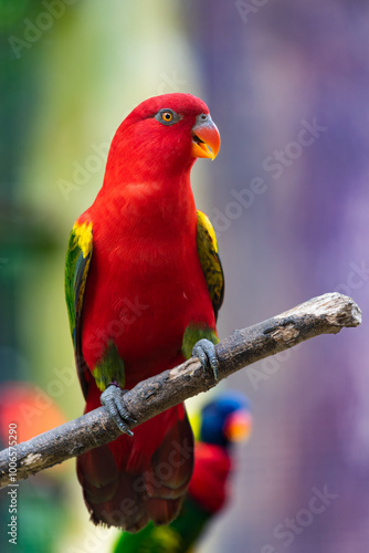 chattering lory, Lorius garrulus