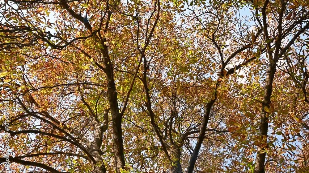 Chestnut tree in autumn in the park. Autumn leaves sway in the wind. Chestnut tree in autumn in the park. Autumn leaves sway in the wind.
