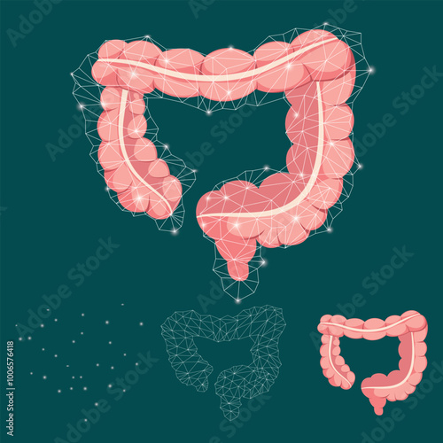 The intestines or digestive system of a person. A healthy digestive system. large intestine. Pink, red and white colors.