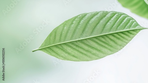 Serene Close-up of a Textured Leaf in Soft Focus Background