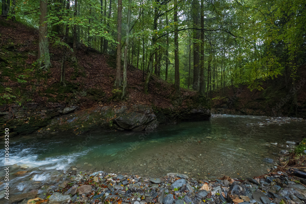 Obraz premium An emerald river flowing through a beech forest
