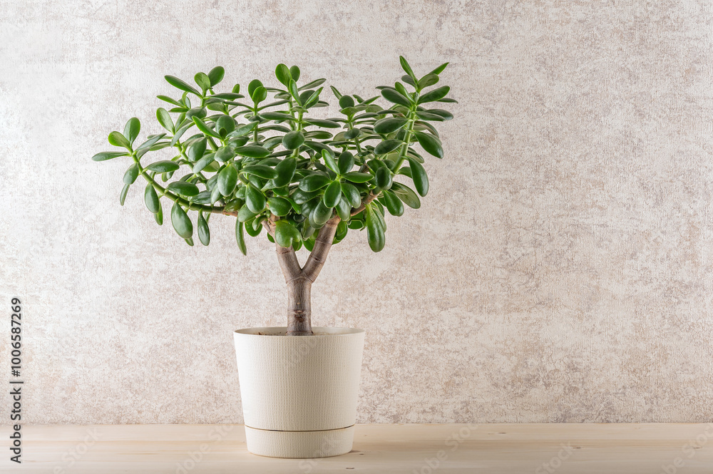 Fototapeta premium Succulent houseplant Crassula ovata in a pot on a wooden shelf.