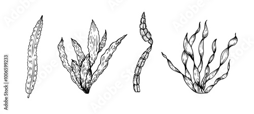 Vector set of algae. Hand painted line seaweed, laminaria sketch. Graphic tropical clip art isolated on background. Underwater illustration. For designers, invitations, decoration, postcards, wr
