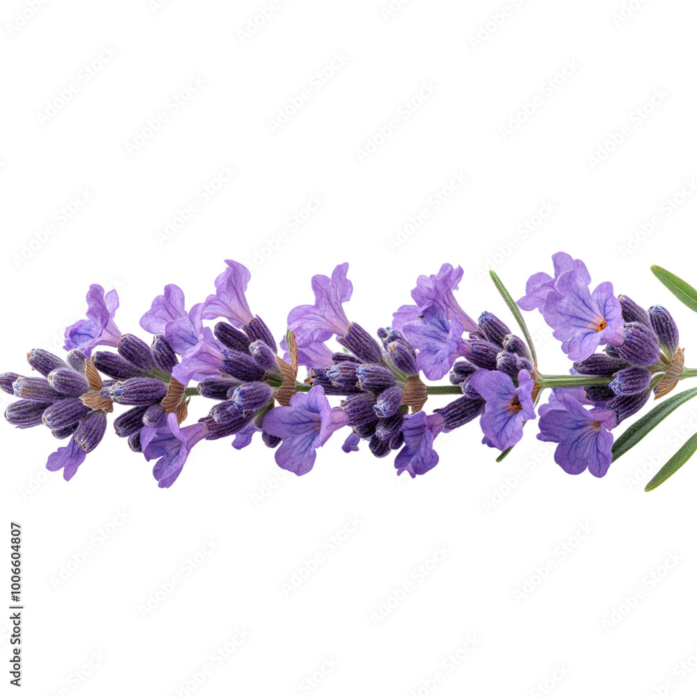 Naklejka premium Lavender Flowers Isolated on a Transparent Background
