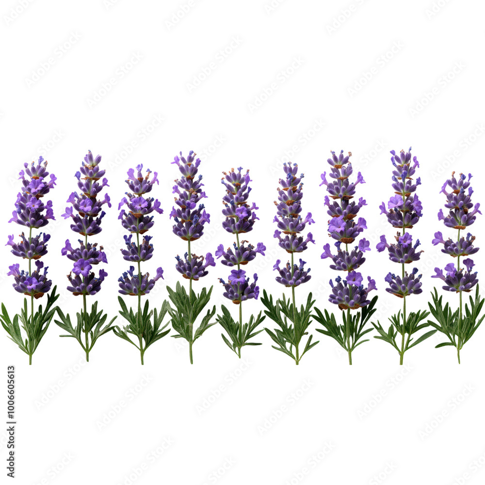 Naklejka premium Purple Lavender Flowers in a Row Isolated on a Transparent Background
