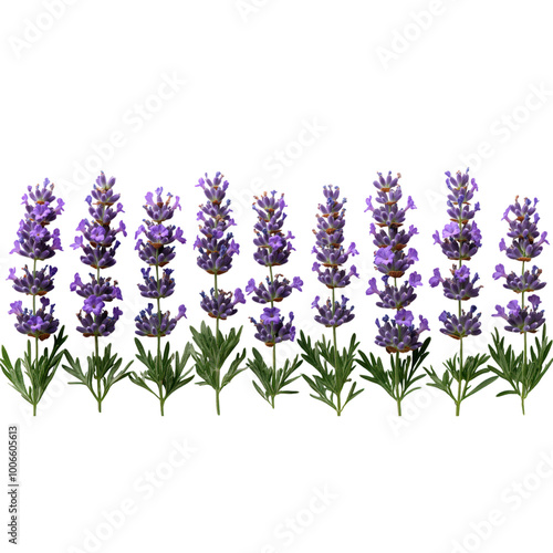 Purple Lavender Flowers in a Row Isolated on a Transparent Background