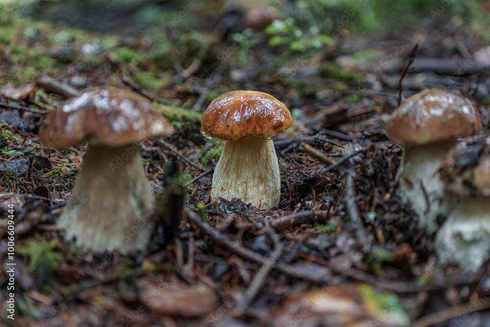 Forest Mushrooms Surrounded by Moss and Pine Needles in a Beautiful Autumn Landscape, Boletus edulis Forest Mushrooms Surrounded by Moss and Pine Needles in a Beautiful Autumn Landscape, Boletus edulis