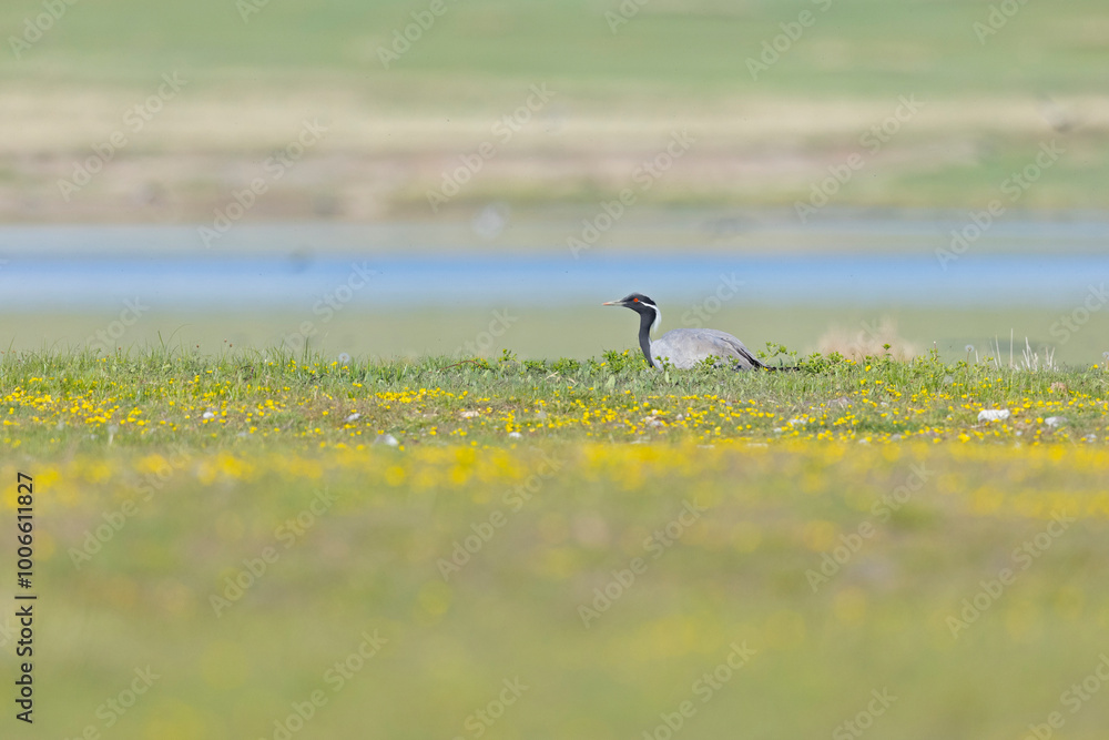 Adult demoiselle crane (Grus virgo) breeding in a meadow. Adult demoiselle crane (Grus virgo) breeding in a meadow.