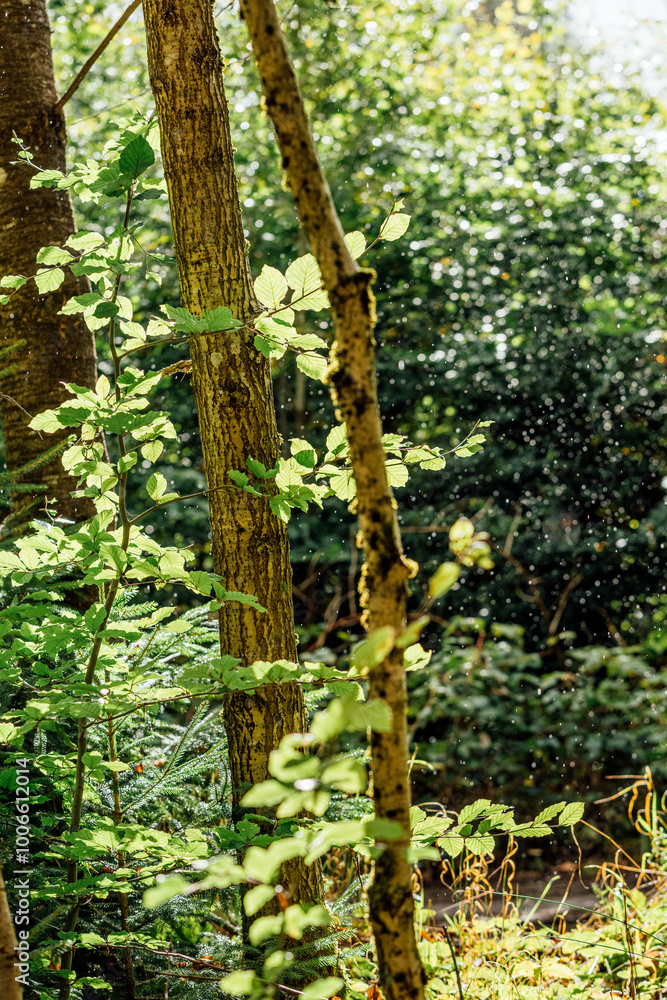 autumn wet forest full of mushrooms autumn wet forest full of mushrooms