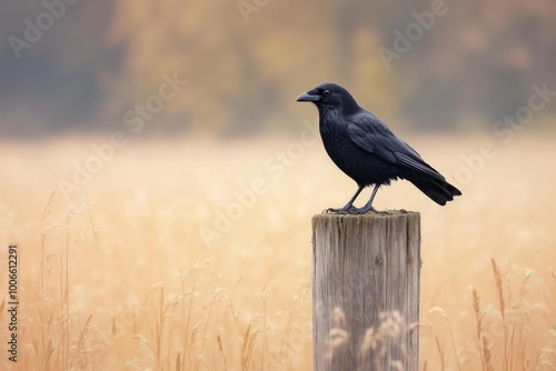 Raven's Vigil: A solitary black raven perches on a weathered wooden post, overlooking a field of golden wheat under a misty autumn sky.  A captivating image evoking mystery and tranquility. photo