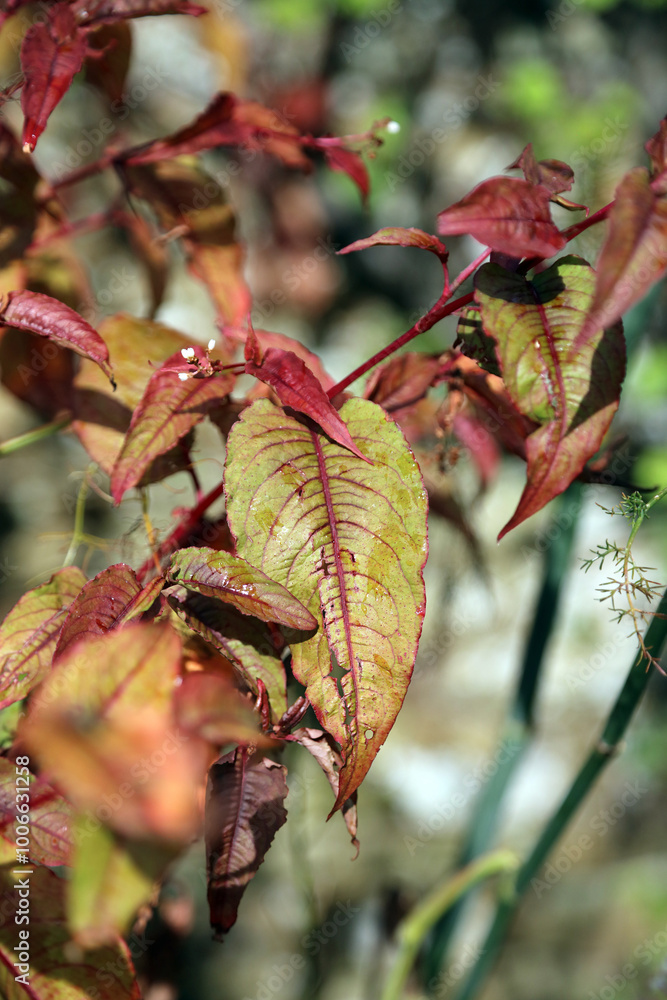 Sunlit Knotweed foliage in Autumn, Northamptonshire England
Sunlit Knotweed foliage in Autumn, Northamptonshire England