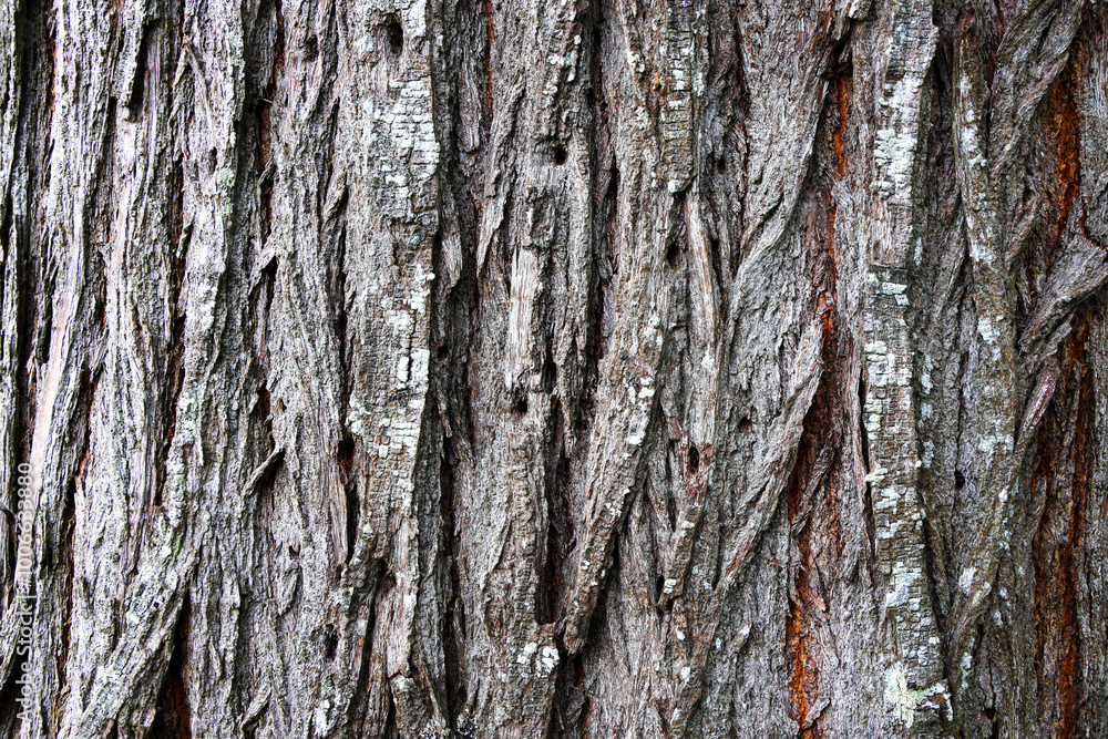 Beautiful bark stripes close-up.For branding,calendar,postcard,screensaver,wallpaper,poster,banner,cover,website.High quality photo,resolution Beautiful bark stripes close-up.For branding,calendar,postcard,screensaver,wallpaper,poster,banner,cover,website.High quality photo,resolution