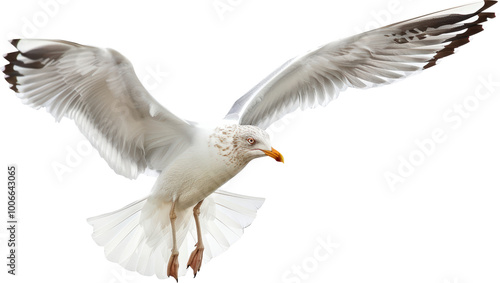 Seagull in flight