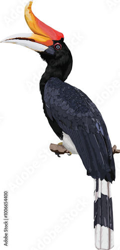 Vector illustration of a male Rhinoceros Hornbill perched on a branch