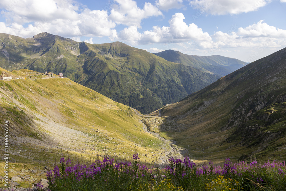 Fototapeta premium Schöne Blumen in einem Gebirge, mit Pfad und Hauptstrasse ohne Verkehr