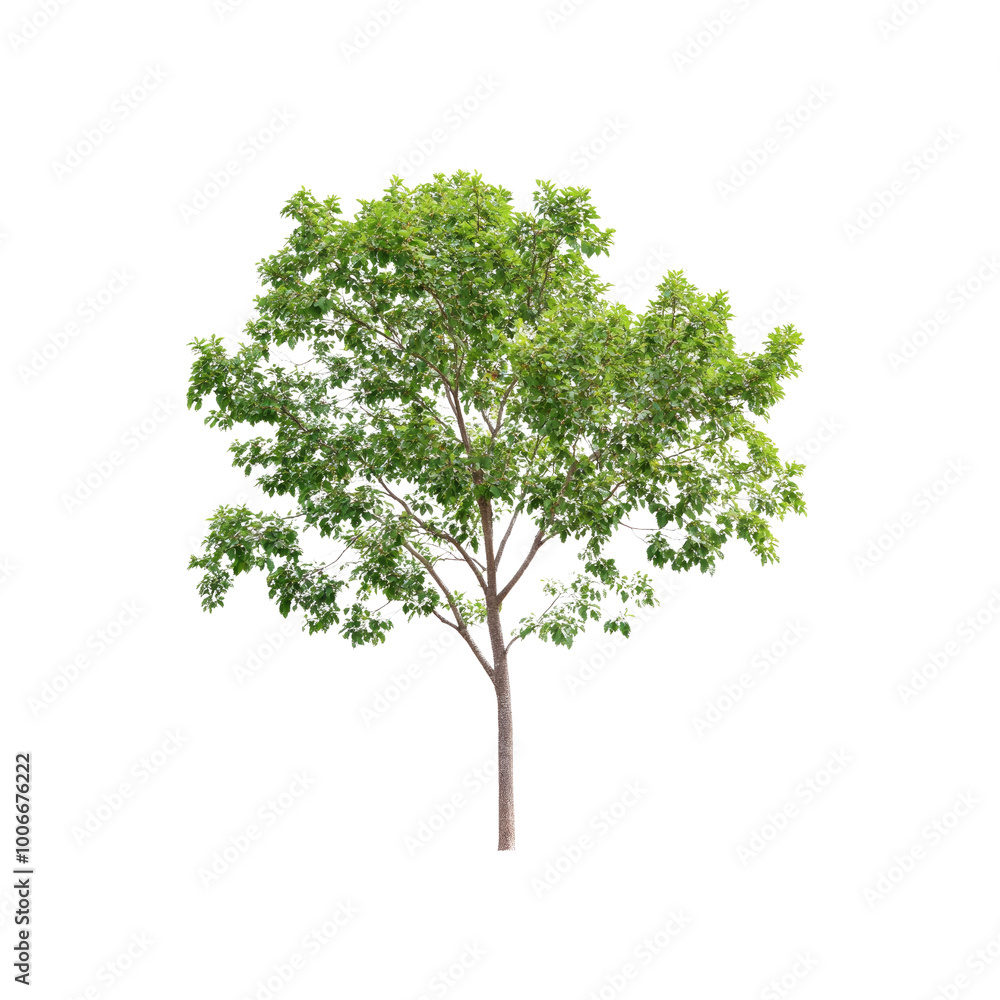 Lush Green Tree Isolated on White Background Lush Green Tree Isolated on White Background