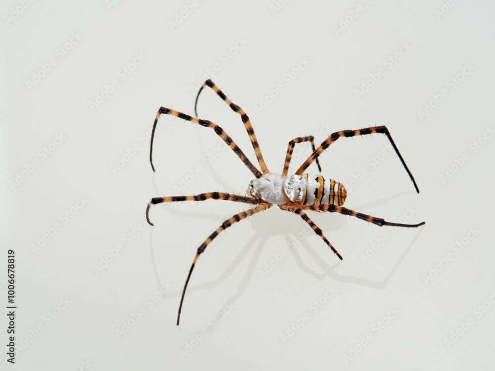 Banded Garden Spider in a white background. Argiope trifasciata. Banded Garden Spider in a white background. Argiope trifasciata.