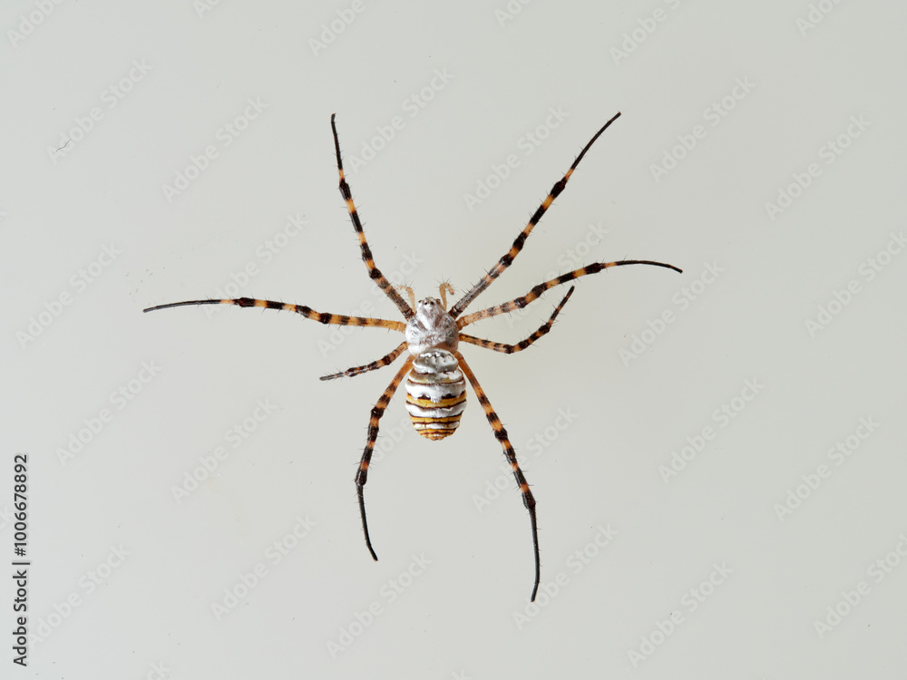 Banded Garden Spider in a white background. Argiope trifasciata. Banded Garden Spider in a white background. Argiope trifasciata.