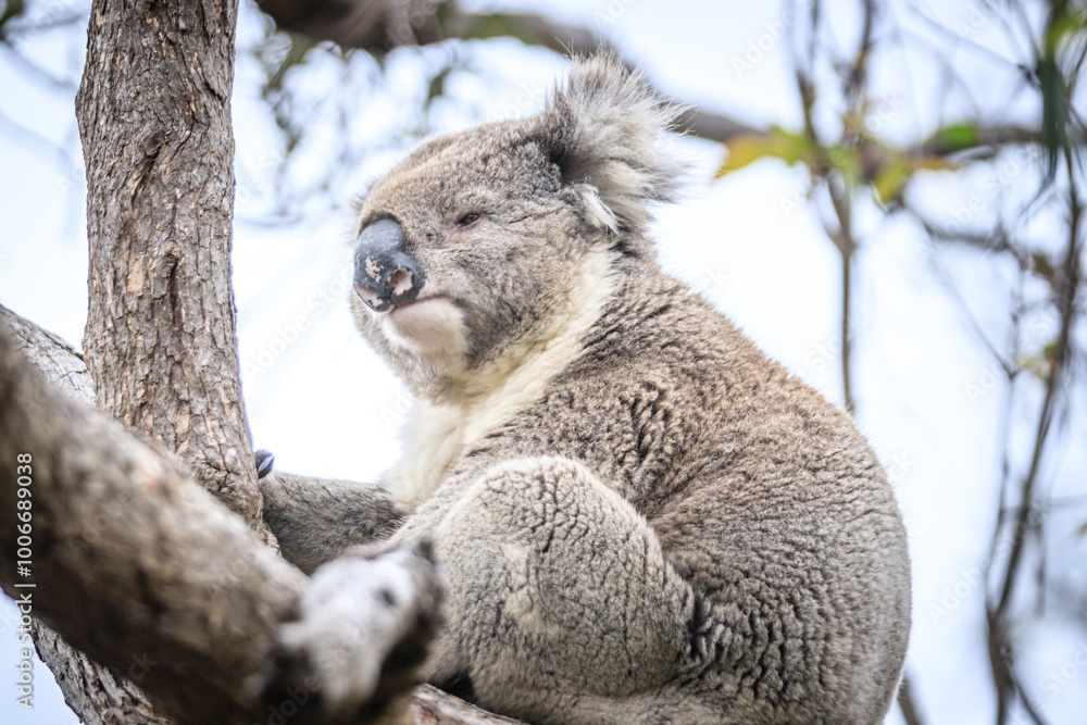 Close-Up of a Koala Resting on Tree Trunk Close-Up of a Koala Resting on Tree Trunk