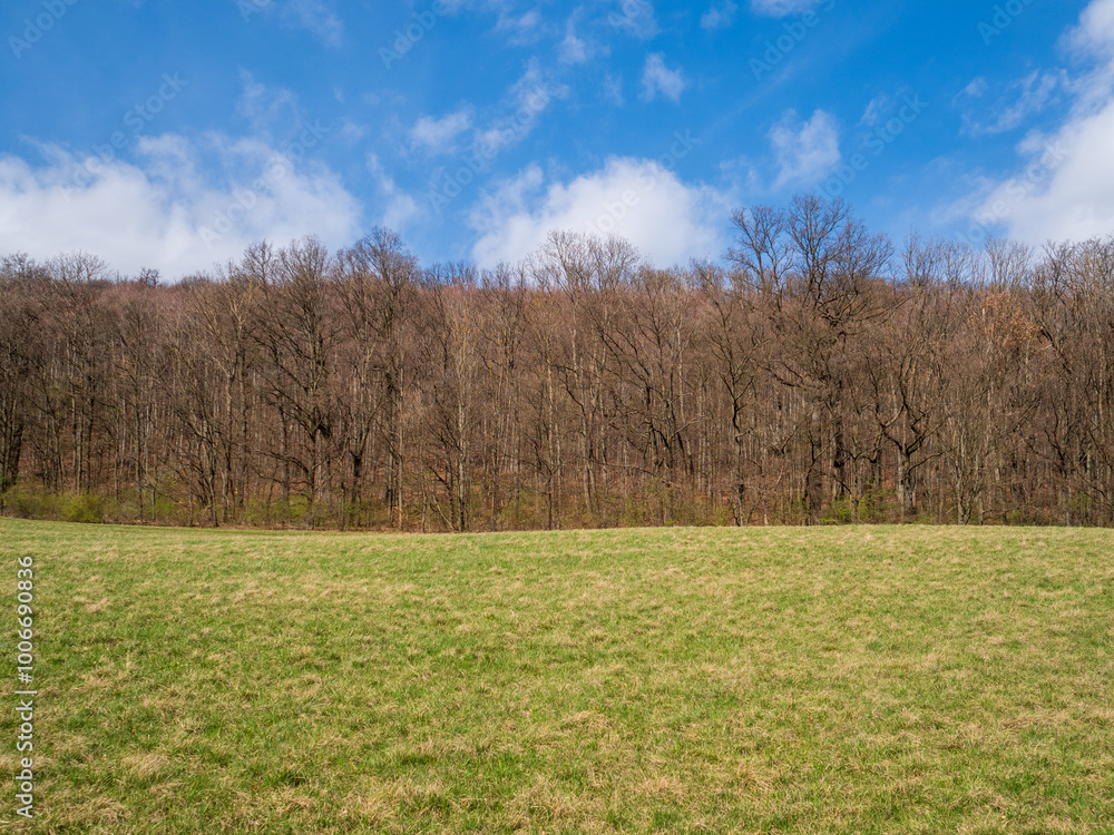naturel landscape forrest green grace blue sky naturel landscape forrest green grace blue sky