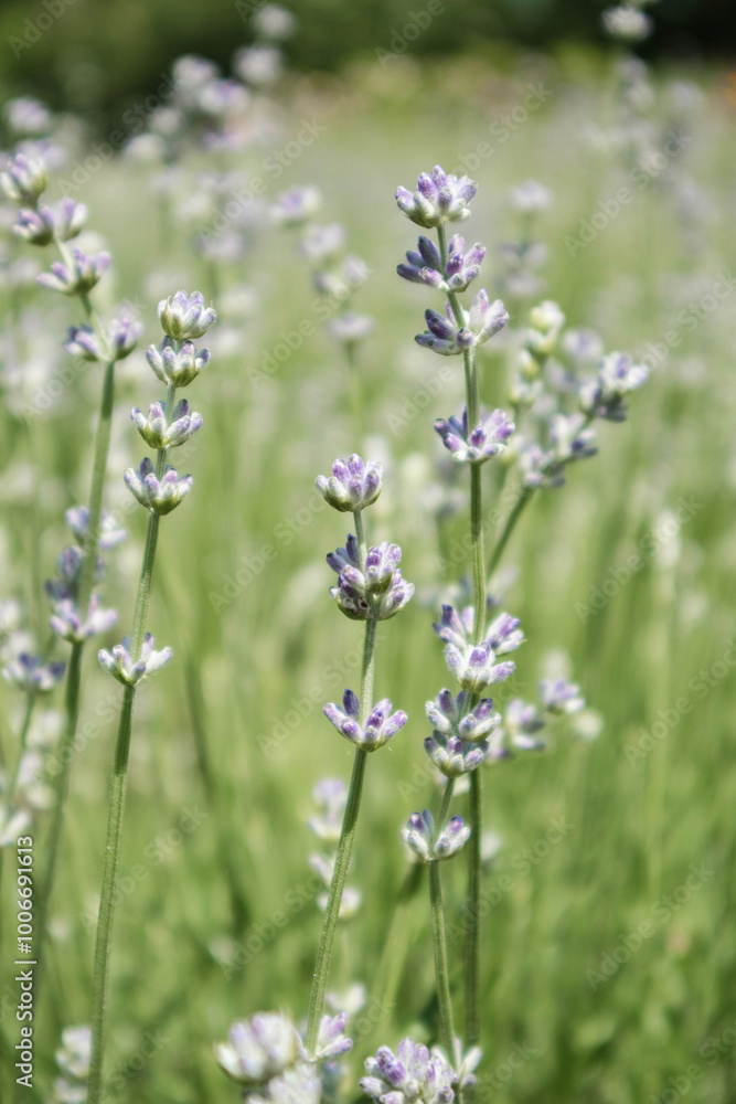 Soft and Tender Lavender Plant Growing Closely in Natural Light, Capturing Delicate Details and Tranquil Beauty Soft and Tender Lavender Plant Growing Closely in Natural Light, Capturing Delicate Details and Tranquil Beauty