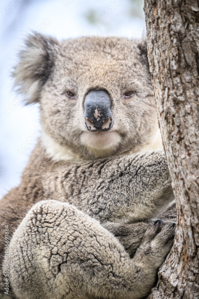 Sleepy Koala Cuddling in a Eucalyptus Tree, Raymond Island, Australia Sleepy Koala Cuddling in a Eucalyptus Tree, Raymond Island, Australia