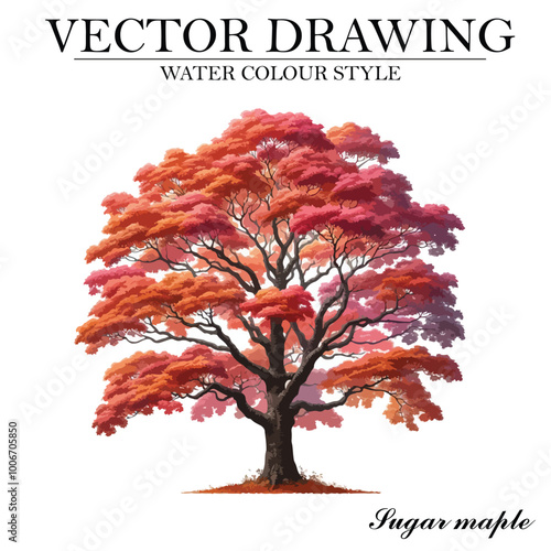 Water color style sugar maple  tree