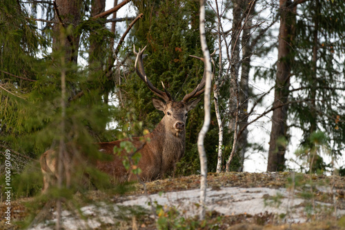 Kronhjort/Deer