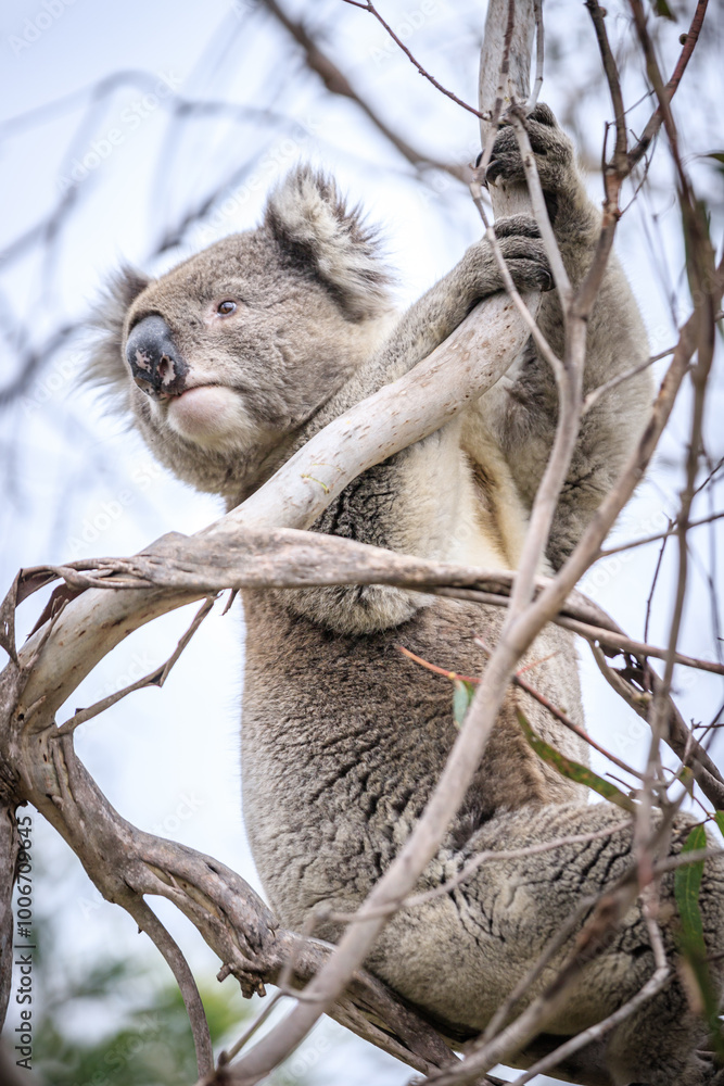 Koala Enjoying Eucalyptus Leaves High in a Tree, Raymond Island, Victoria, Australia Koala Enjoying Eucalyptus Leaves High in a Tree, Raymond Island, Victoria, Australia