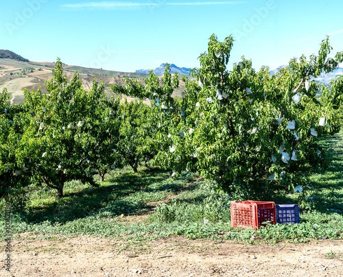 Peach cultivation of the famous bagged peaches from Leonforte in Sicily: each peach is ripened inside a special bag that protects it from flies and bad weather, thus avoiding the use of pesticides