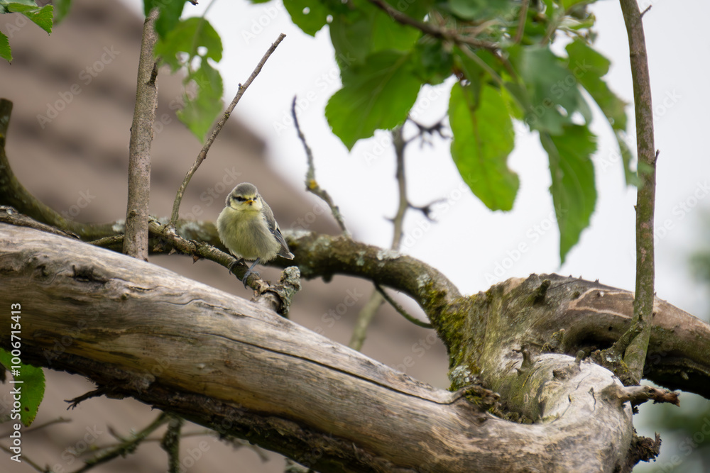 Obraz premium Blue tit chick on tree #7