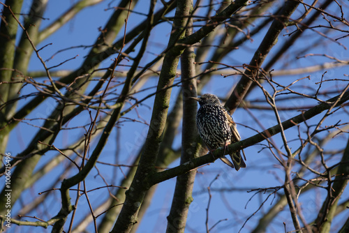 Starling in tree