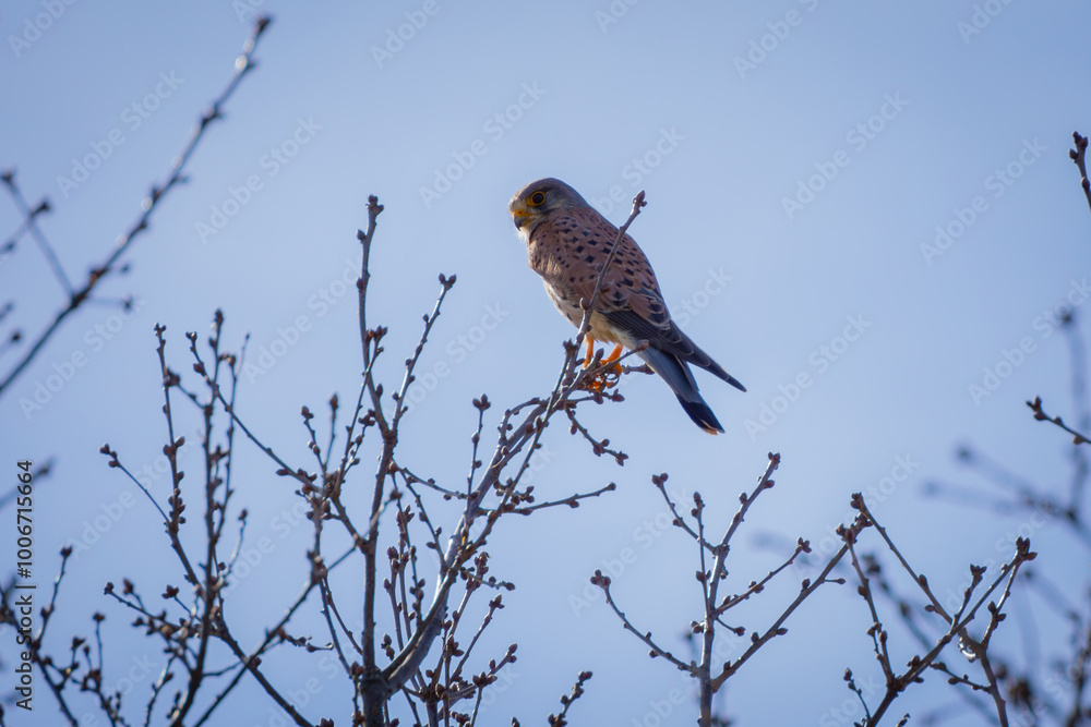 kestrel perched in tree #1 - close-up kestrel perched in tree #1 - close-up