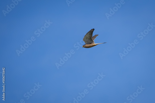 kestrel in flight