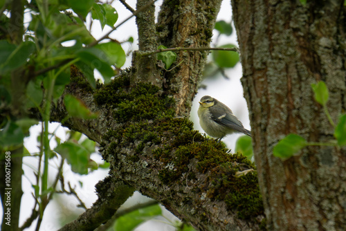 Blue tit chick on tree #1