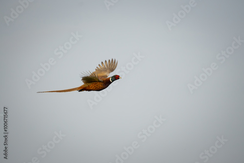 pheasant in flight #2