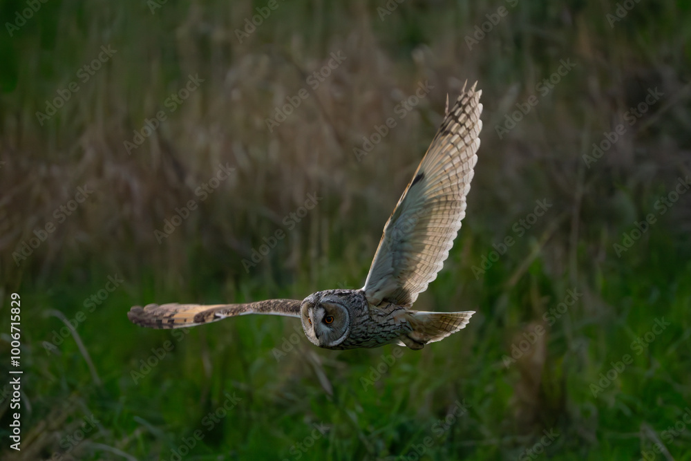 Fototapeta premium Long-eared owl evening hunt #1