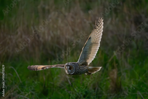 Long-eared owl evening hunt #1