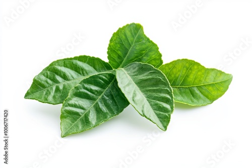 A bunch of green leaves with veins isolated on a white background.