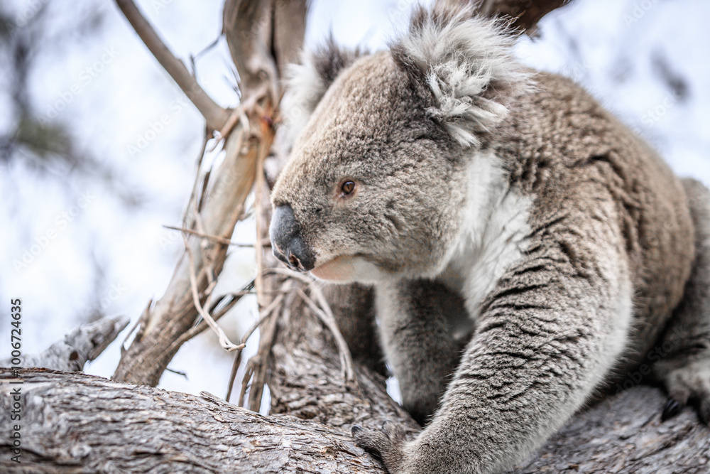 Koala Climbing a Tree in Its Natural Habitat Koala Climbing a Tree in Its Natural Habitat