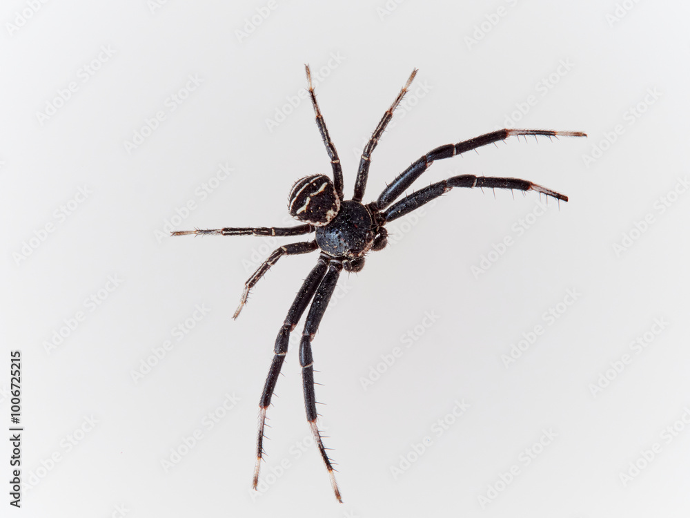 Crab spider. Toad Crab Spider. Bassaniodes bufo Crab spider. Toad Crab Spider. Bassaniodes bufo