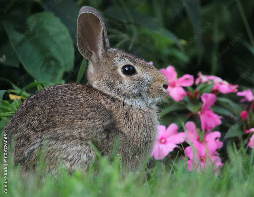 Fototapeta premium rabbit in the garden